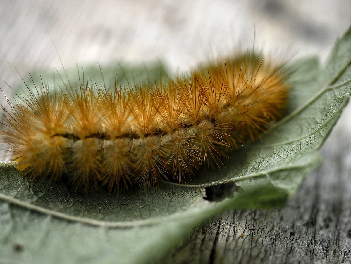 Бабочки Медведица-Кайя (Arctia caja)