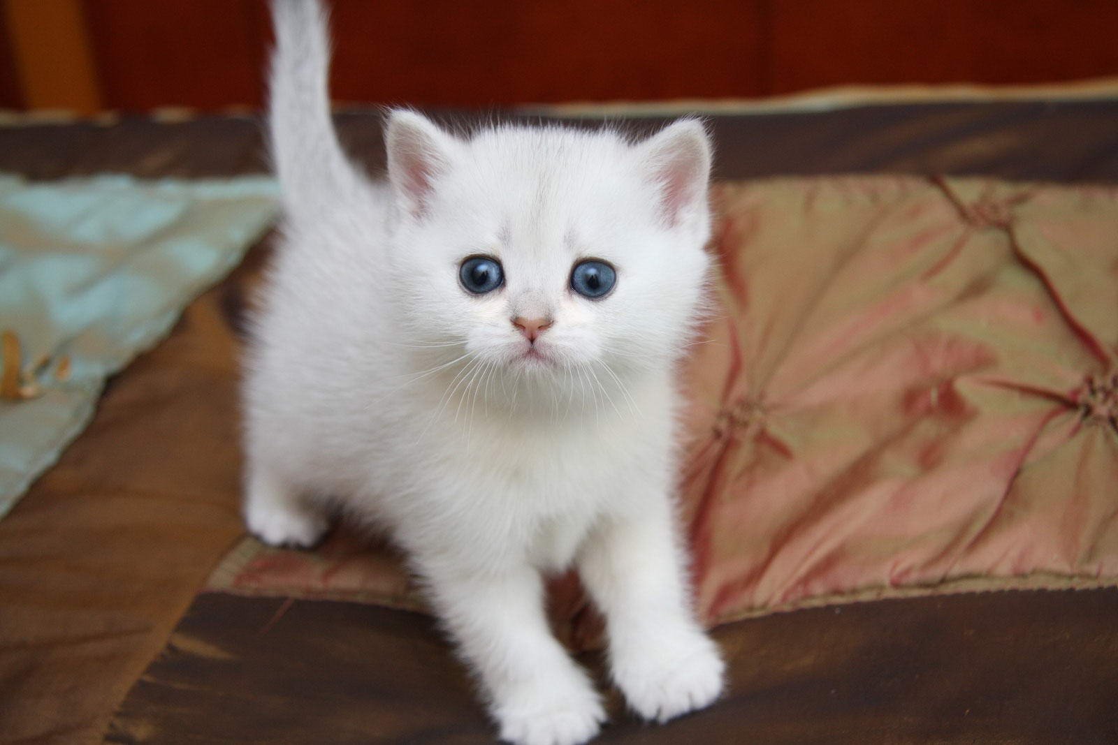 Авито породы кошек. Шотландский прямоухий котенок белый. Белый котенок. Маленький Беленький котенок. Котята белого окраса.