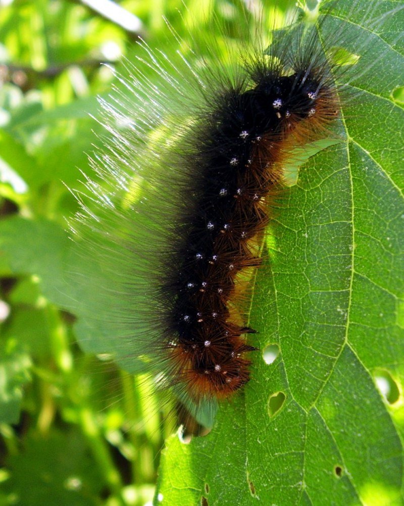 Гусеница медведицы желточерной