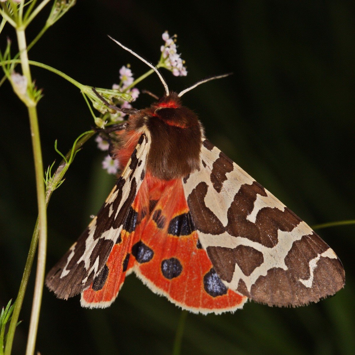 Гусеница бабочки Медведица-Кайя
