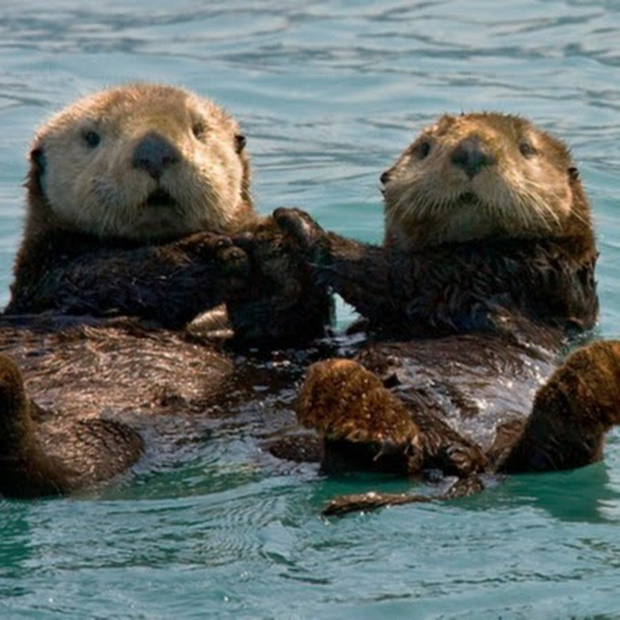 Морской Бобр калан