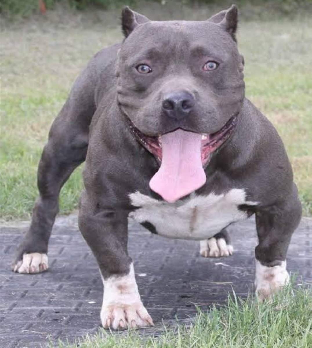 Американский булли злой