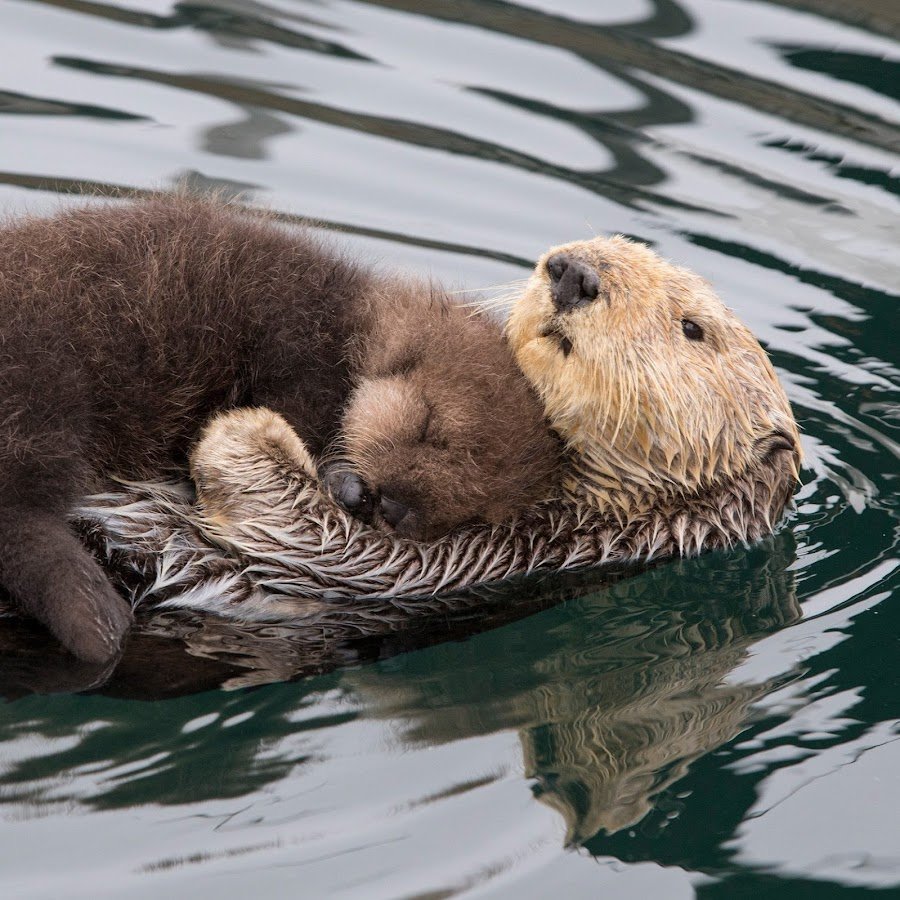 Морской Бобр калан