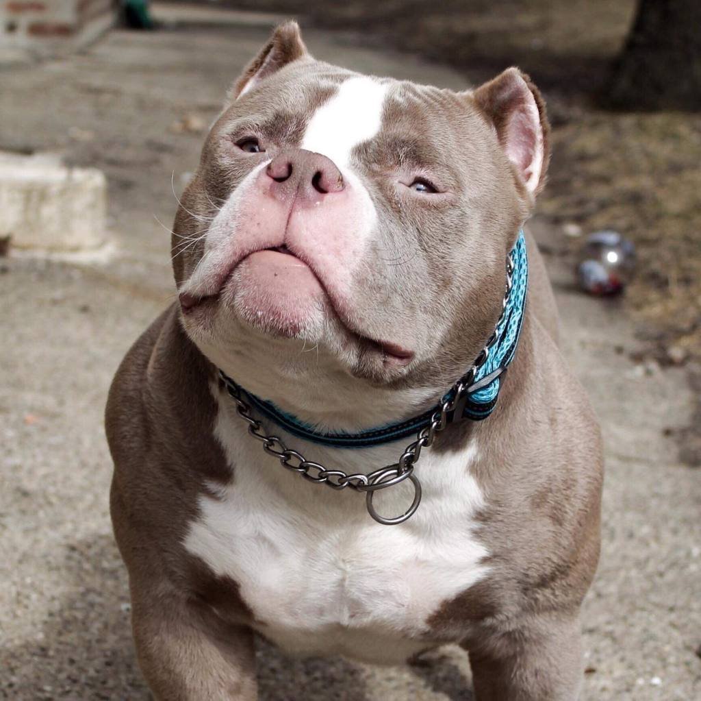 Американские булли, питбули