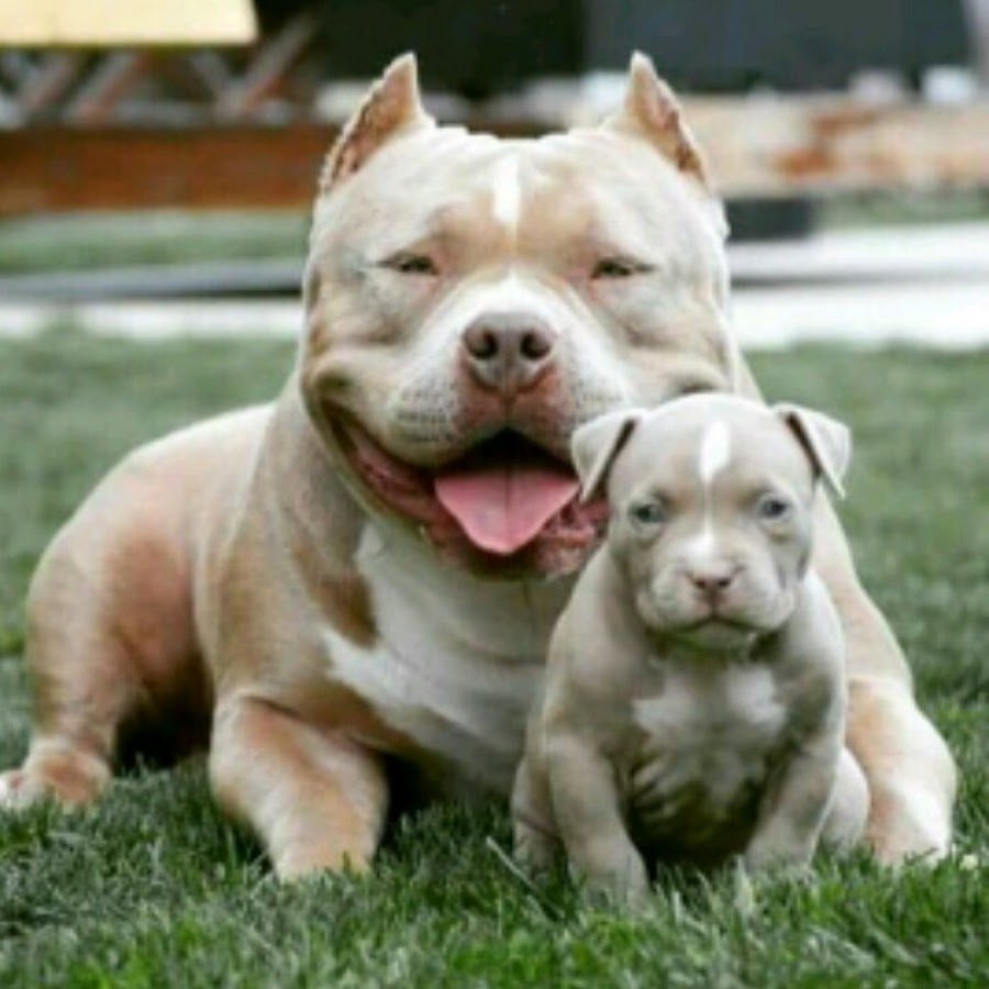 Американский булли Pocket