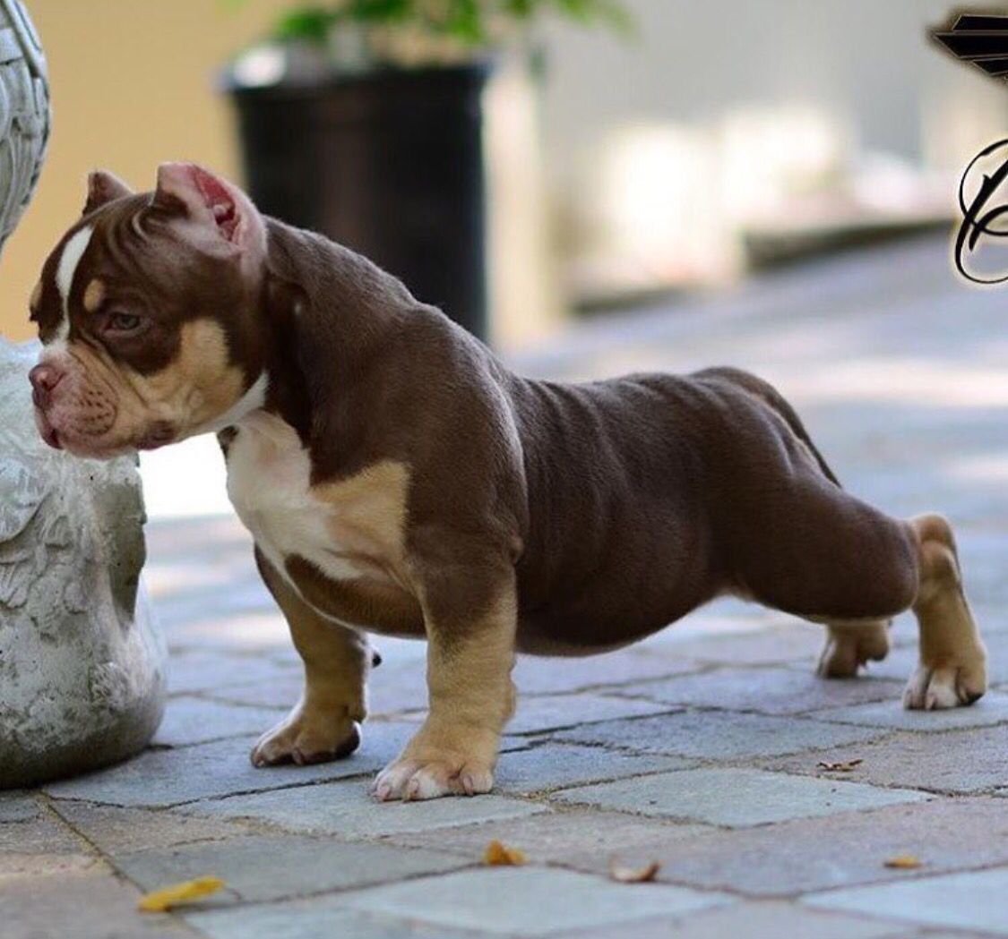 Американский булли экзот