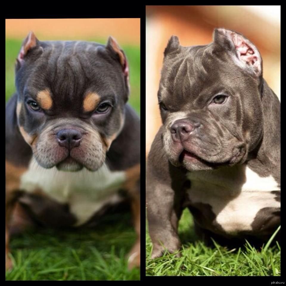 Порода булли