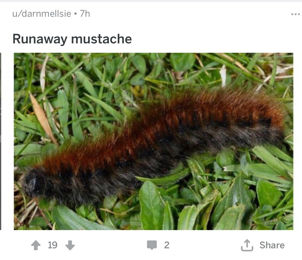 Кокон гусеницы капустницы