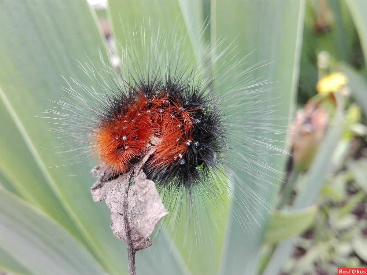 Шелкопряд монашенка гусеница