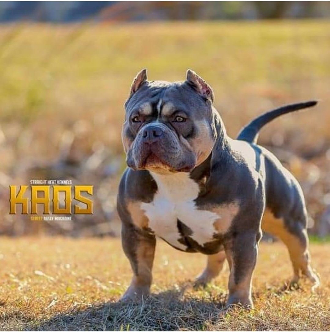 Аргентинский стаффордширский терьер