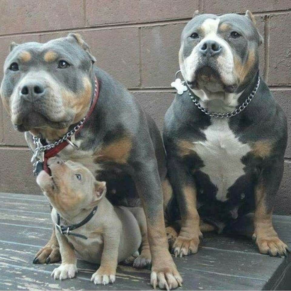 Карликовый питбуль