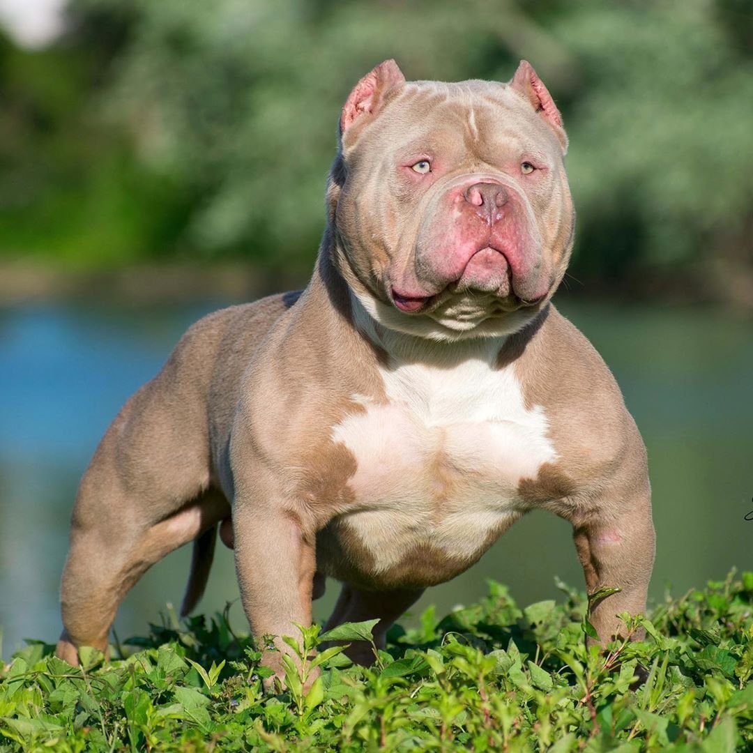 Ам булли порода собак