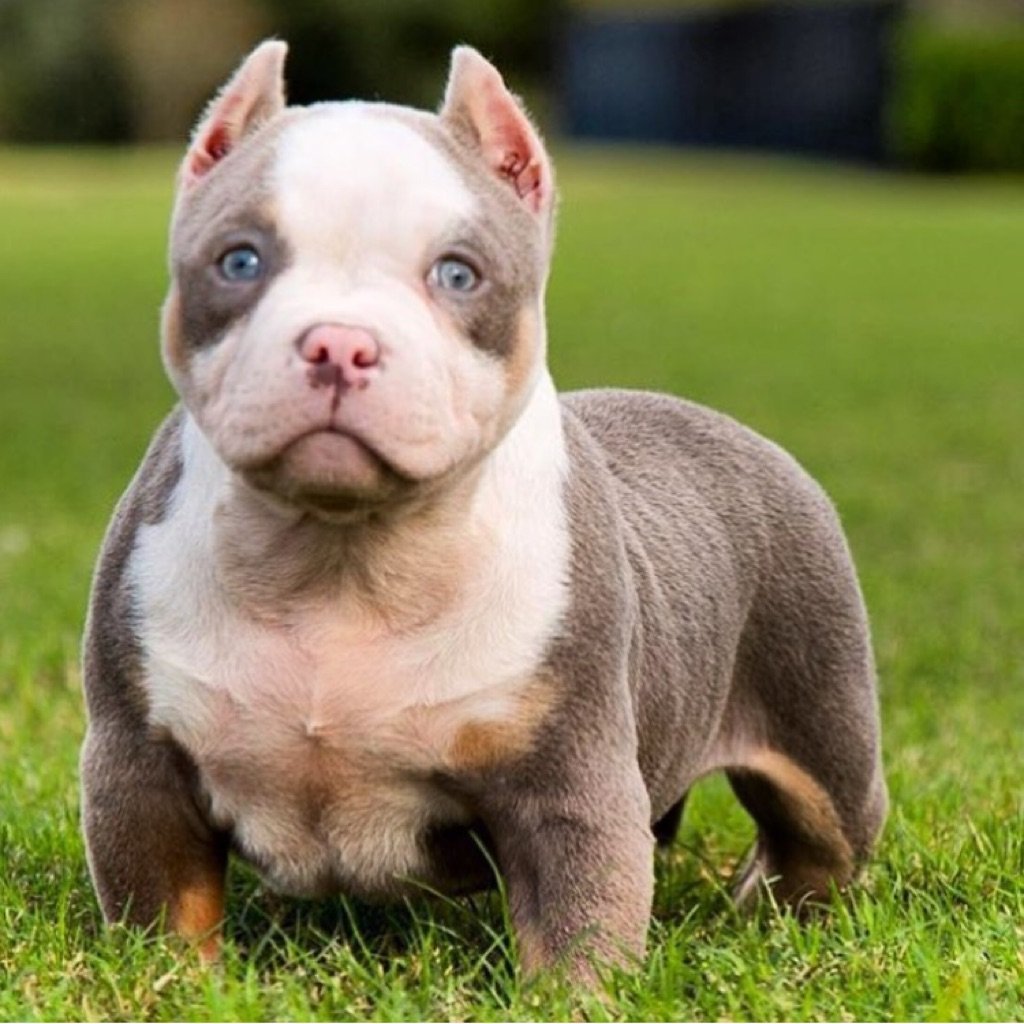 Американский булли стандарт Мерль