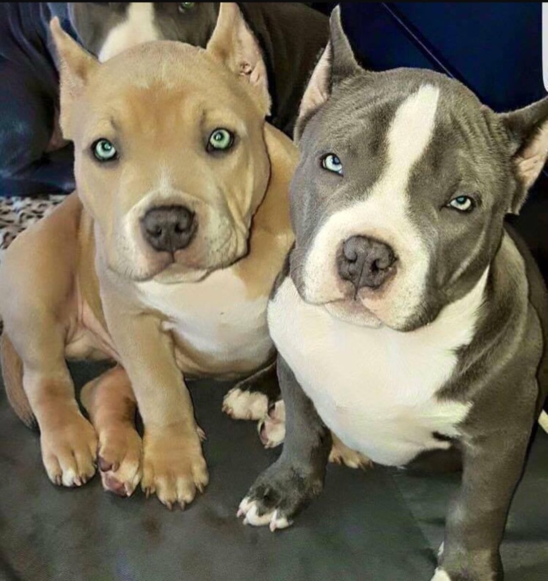 Американский булли шорт