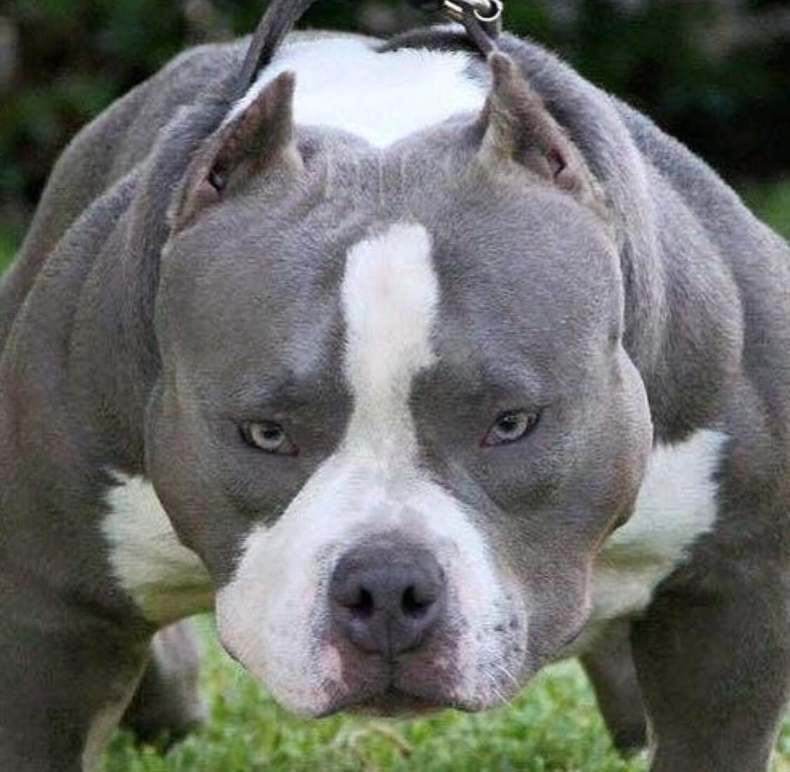 Американский булли XL Триколор