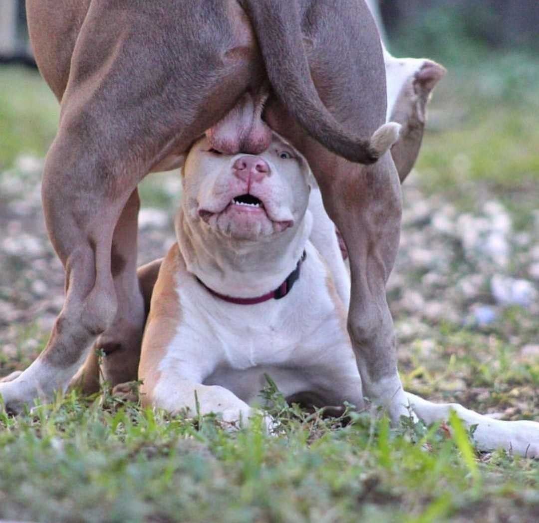 Американский булли щенок злой