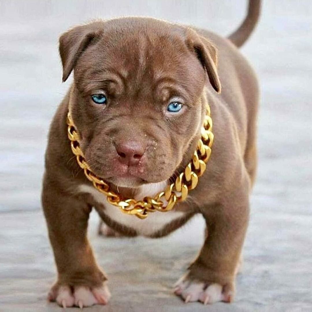 Американский стаффордширский терьер