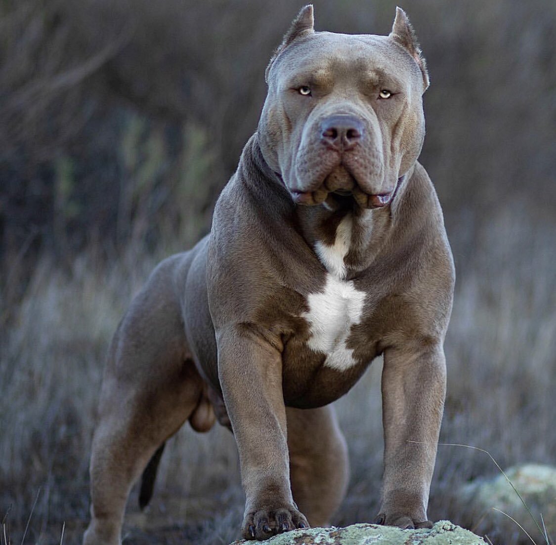 Черный американский булли стандарт