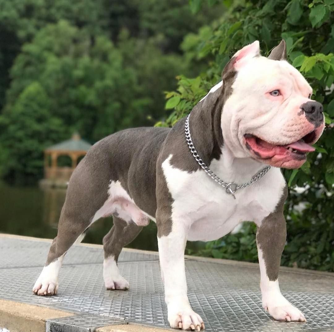 Бультерьер булли