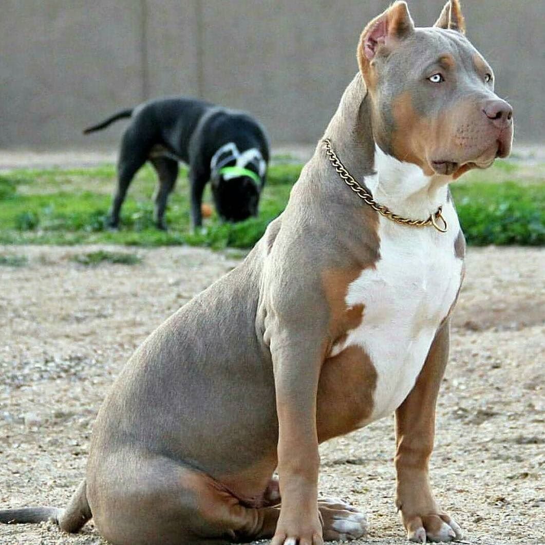 Американский питбуль щенки милые