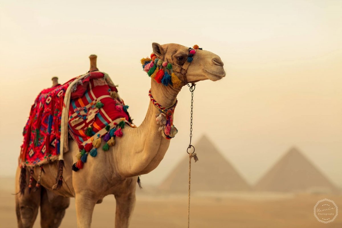 Верблюды в египте - 67 фото