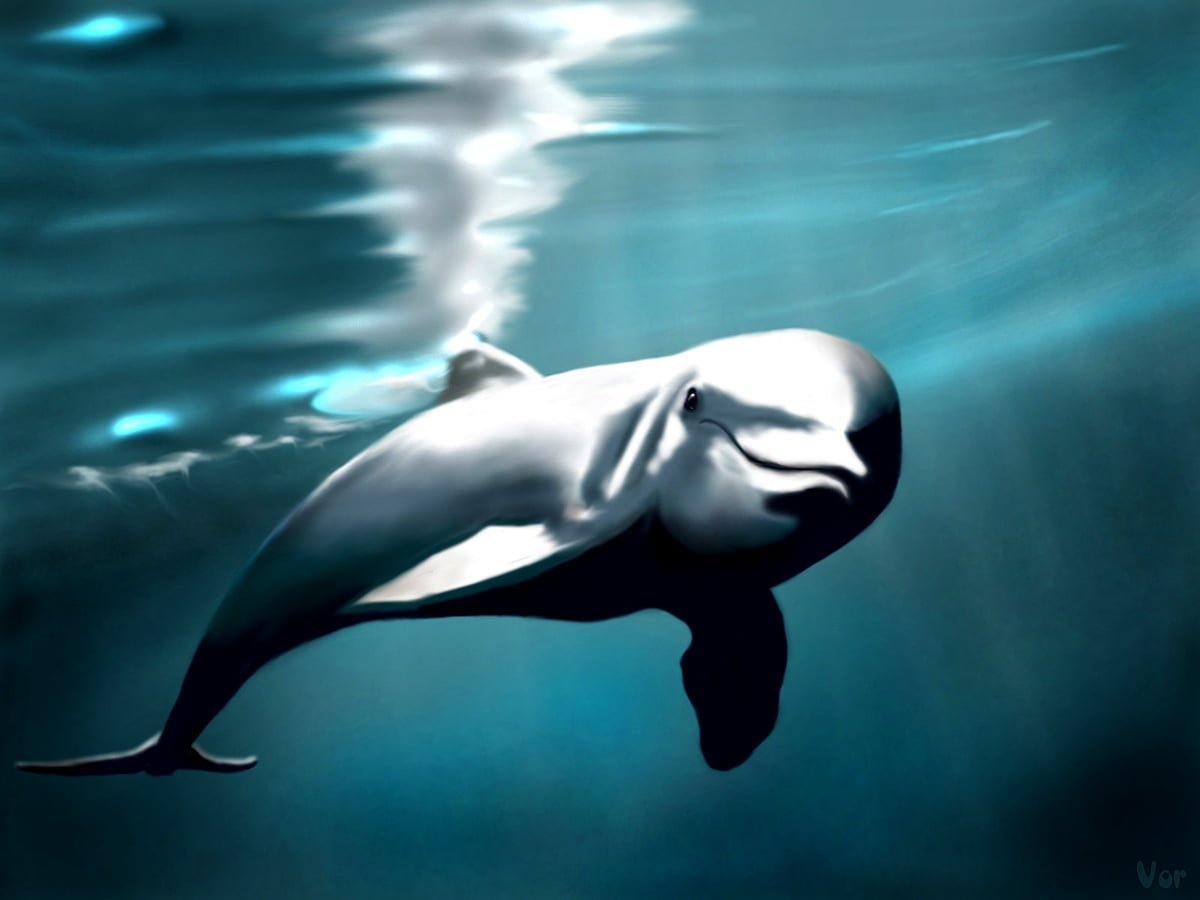Дельфин 3д