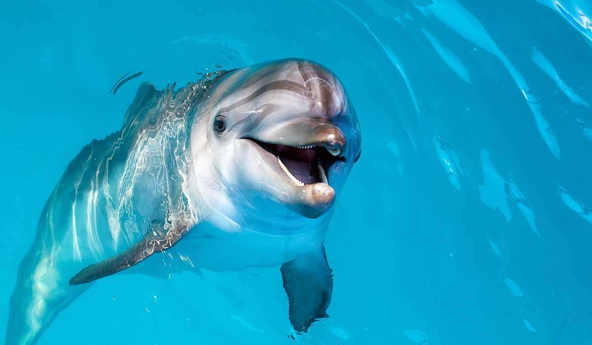 Взгляд дельфина