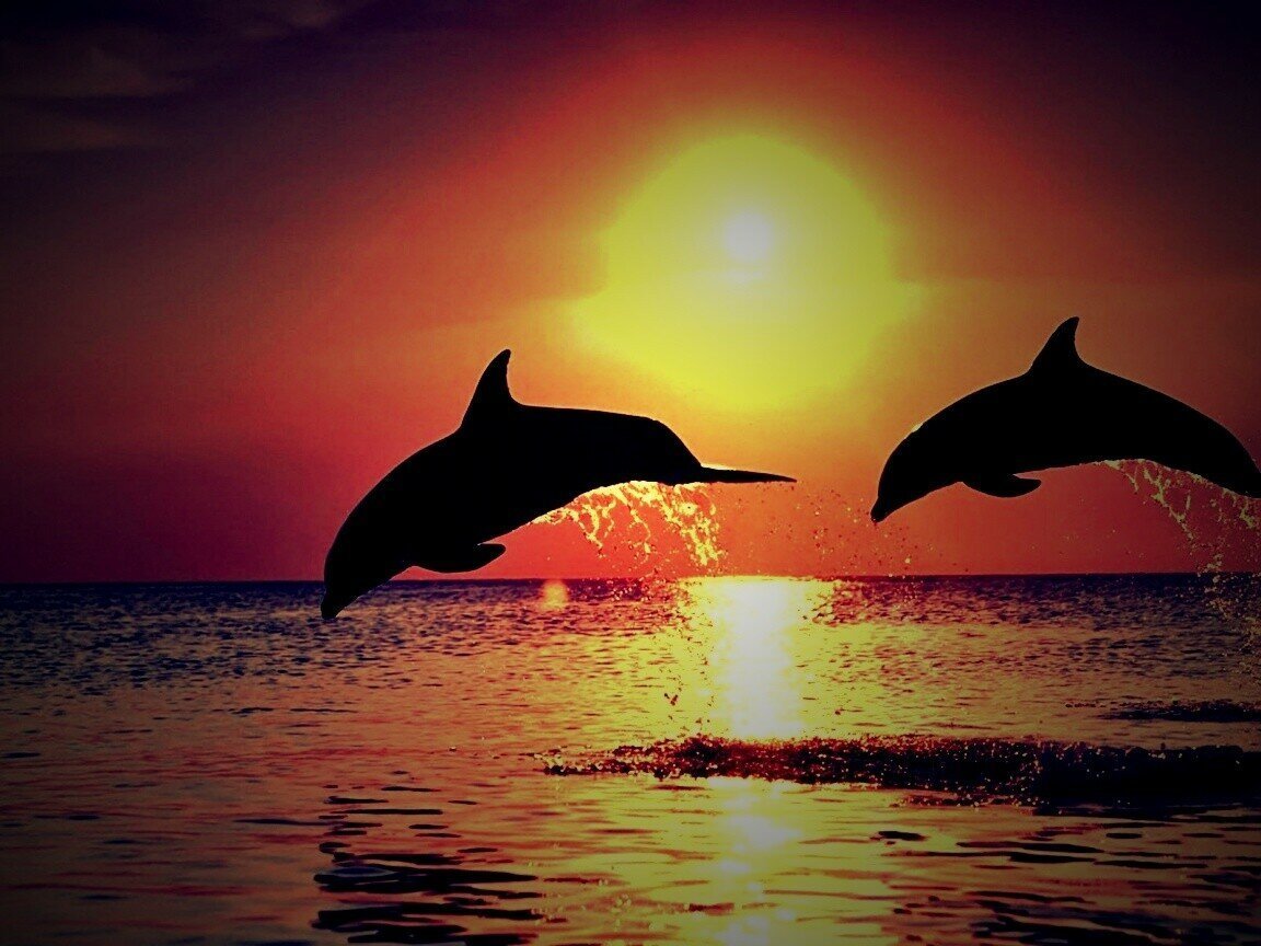 Дельфин на закате