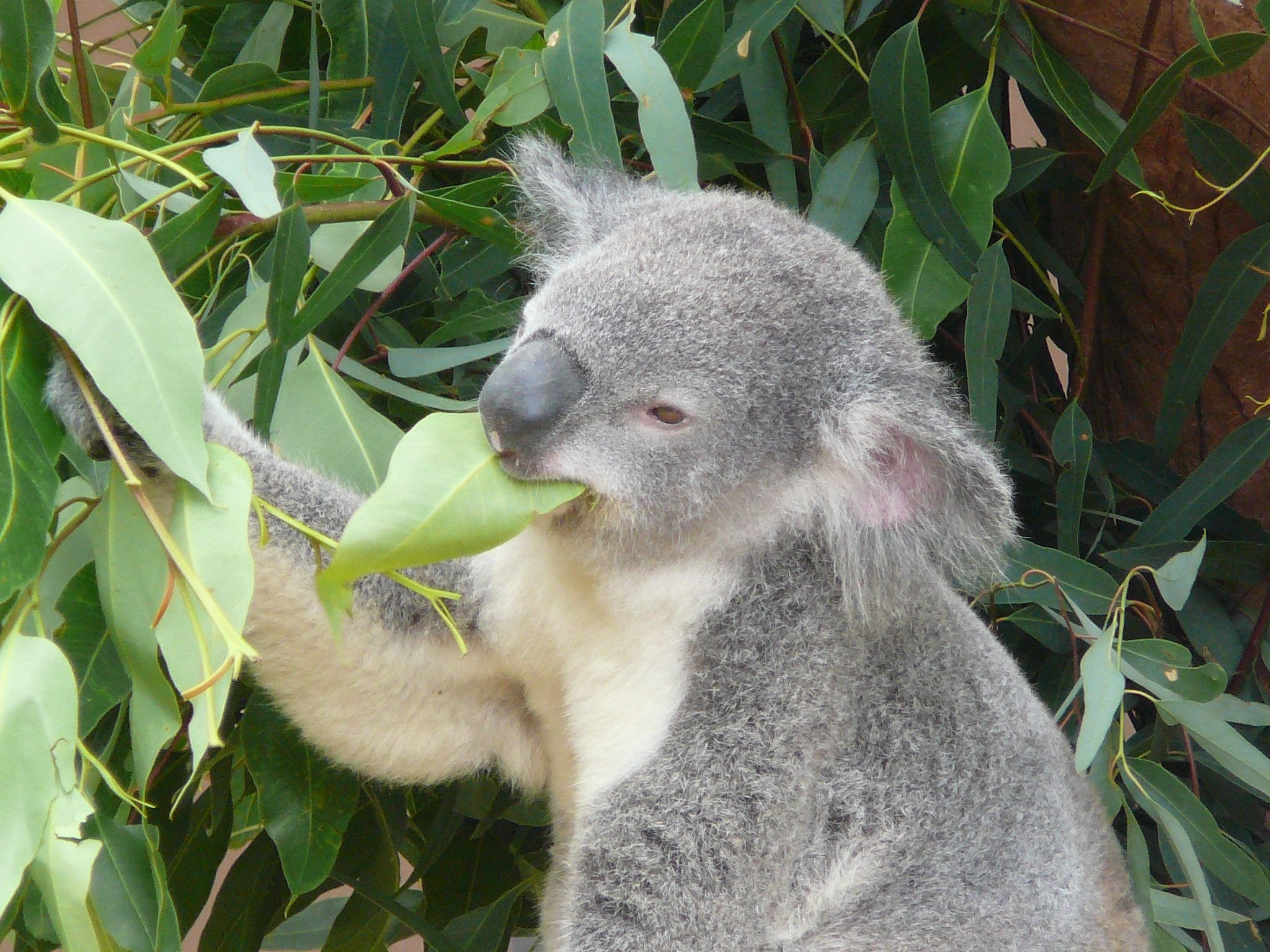 Эвкалиптовая коала. Коала в Австралии. Коала на эвкалипте. Коала сумчатое. Коала листья эвкалипта.