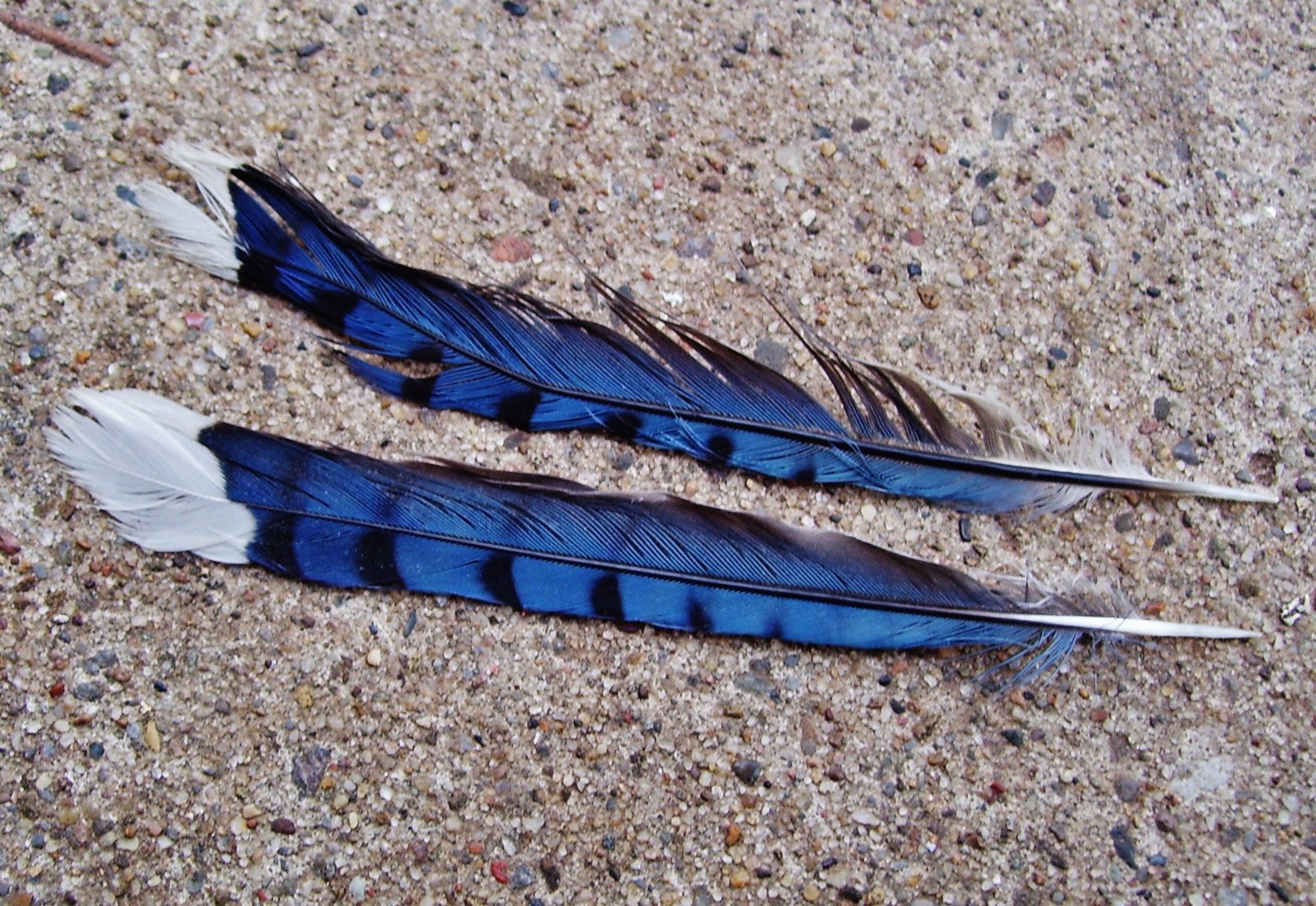 Стали птицы на крыло. Перо голубой сойки. Красивые перья птиц. Птичье перо. Красивые птичьи перья.