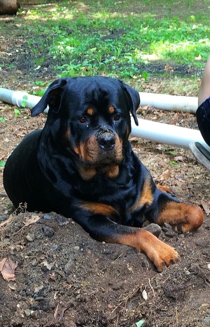 Лабрадор ретривер и ротвейлер