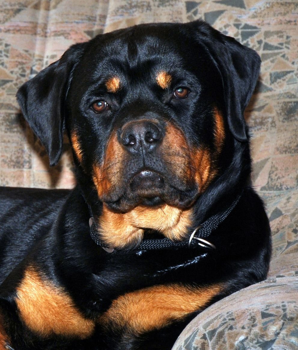 Метис ретривера и ротвейлера