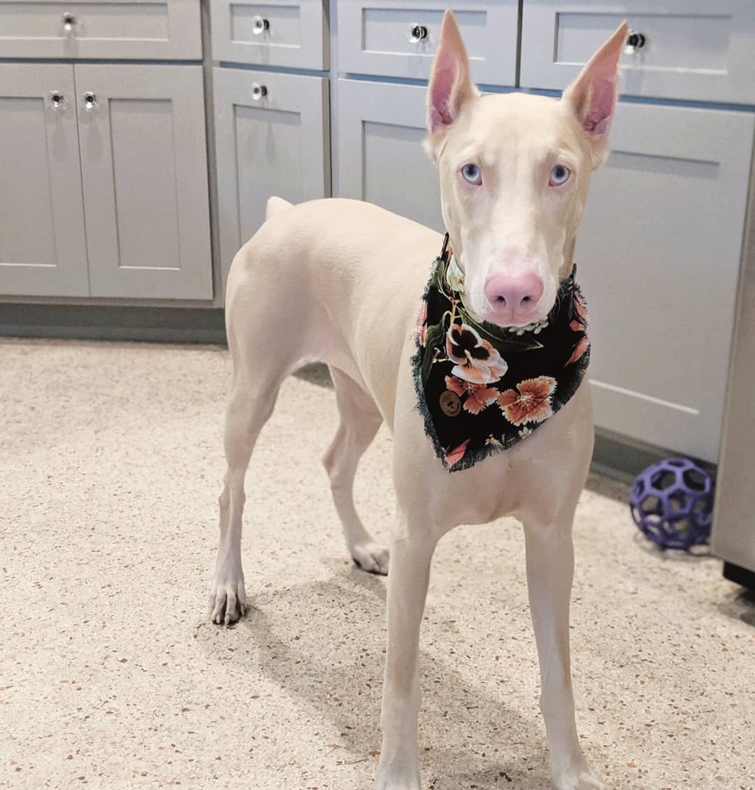 Поденко ибиценко порода