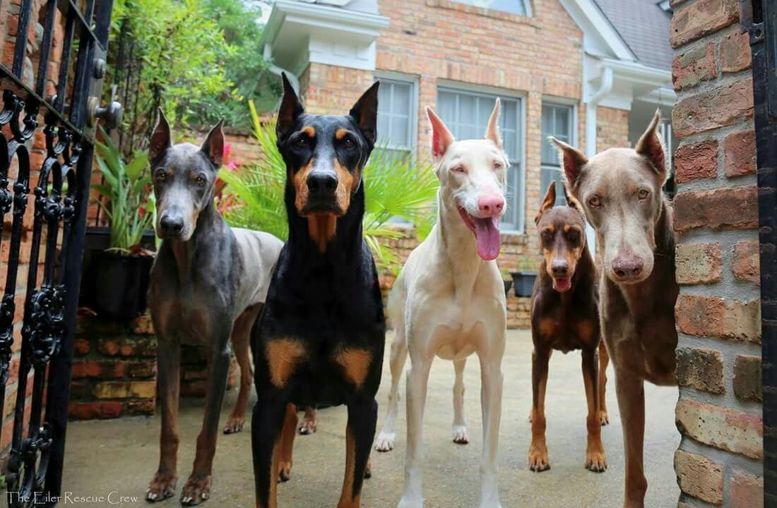 Доберман изабелловый окрас