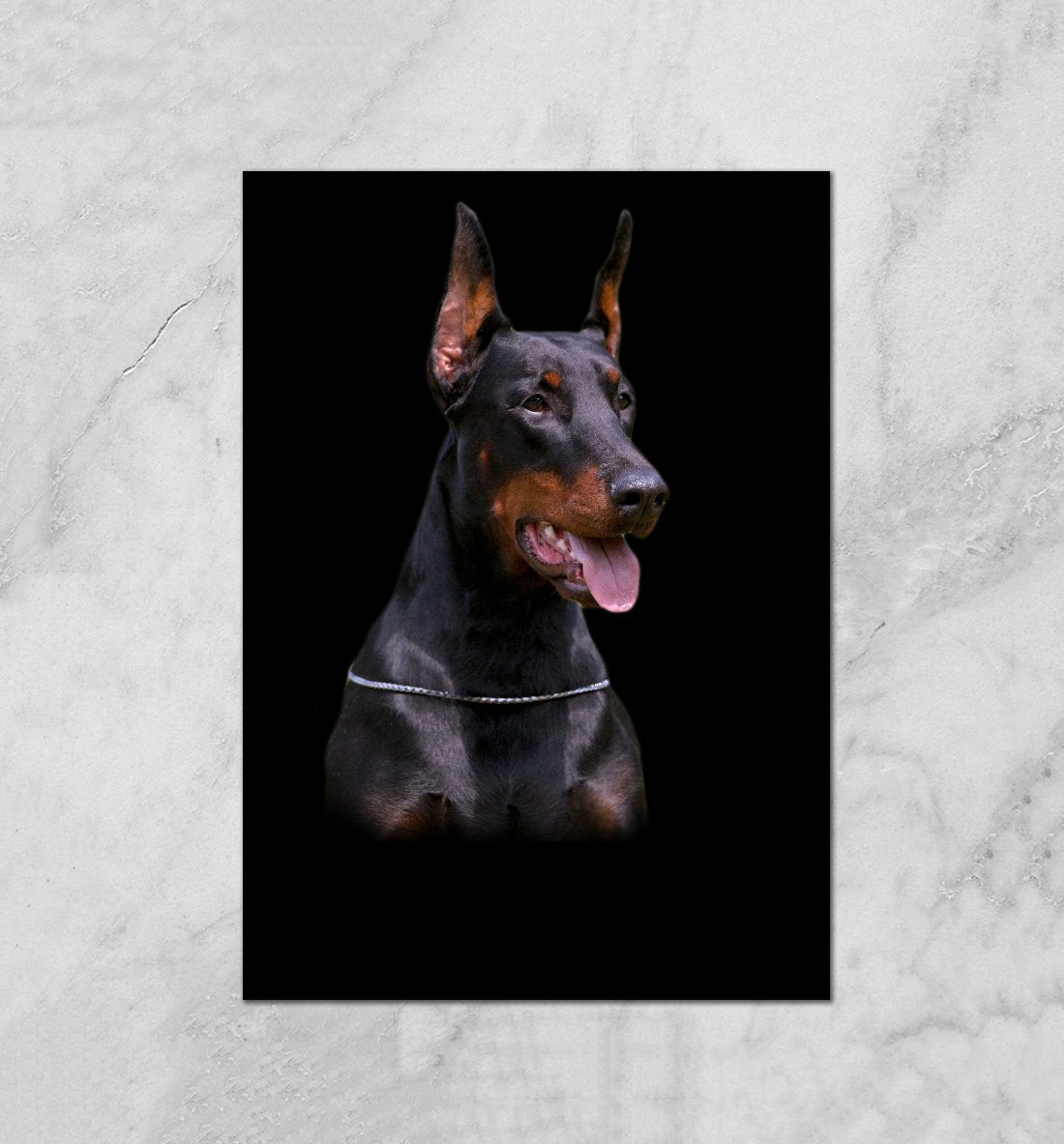 Доберман-пинчер альбинос