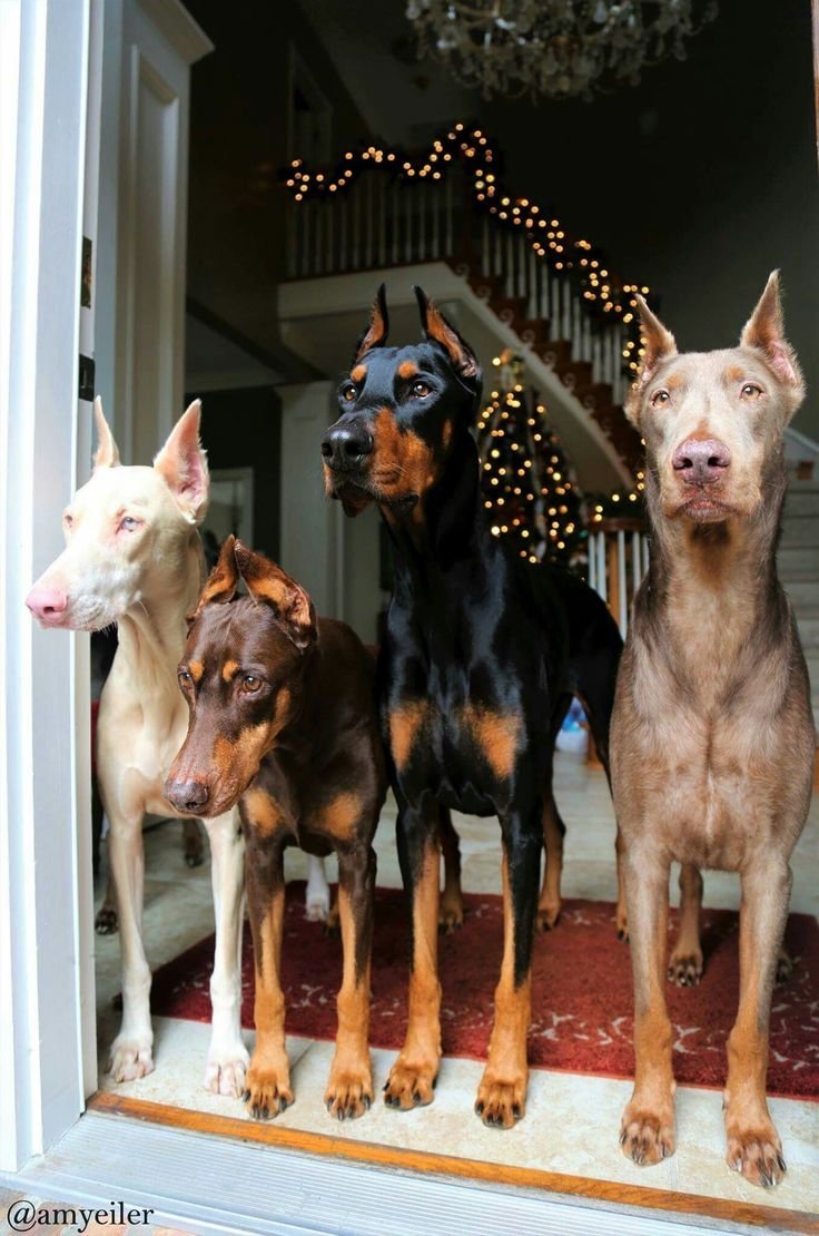 Доберман альбинос