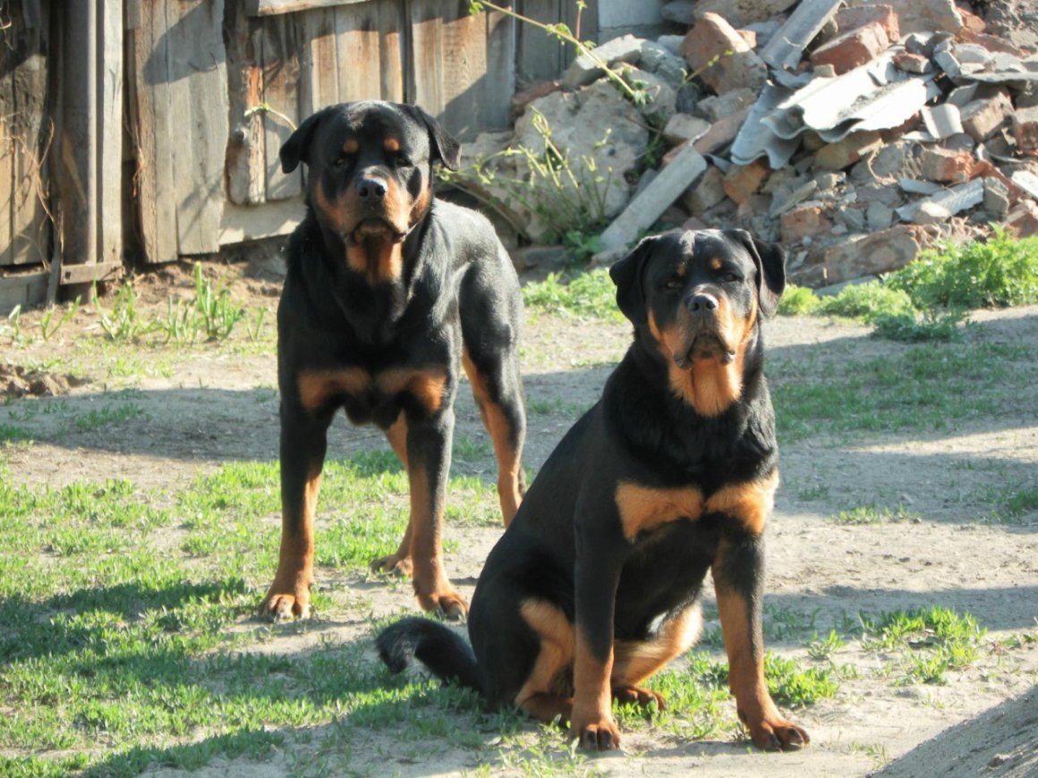 Помесь ротвейлера и добермана