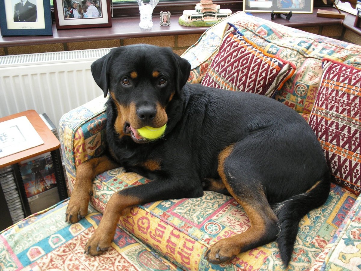 Лабрадор ротвейлер