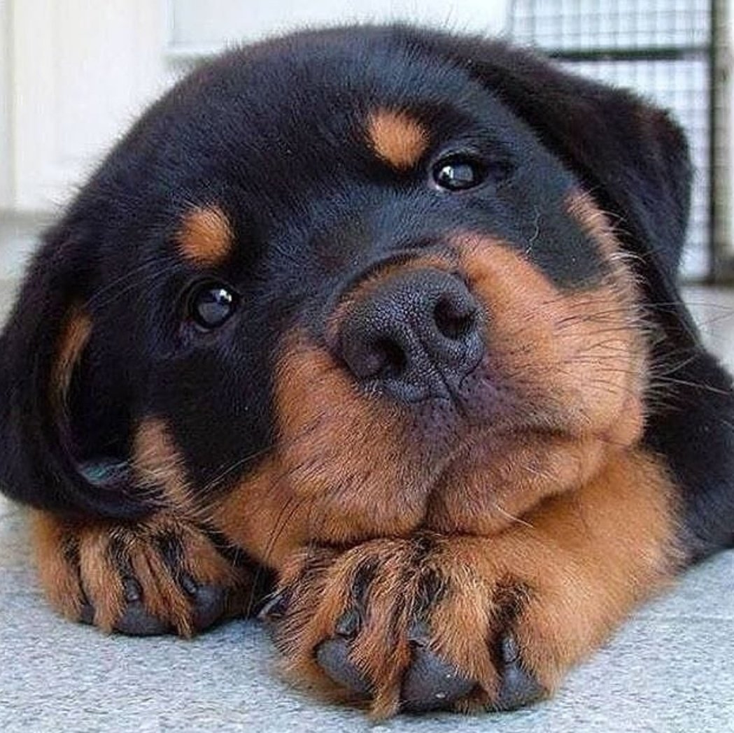 Ротвейлер 100 кг