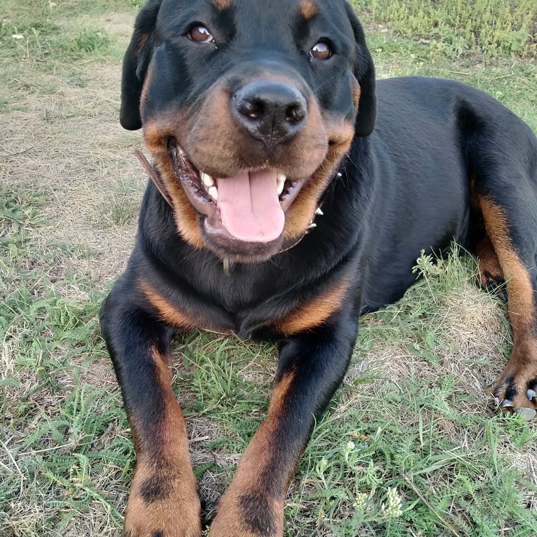 Финский ротвейлер