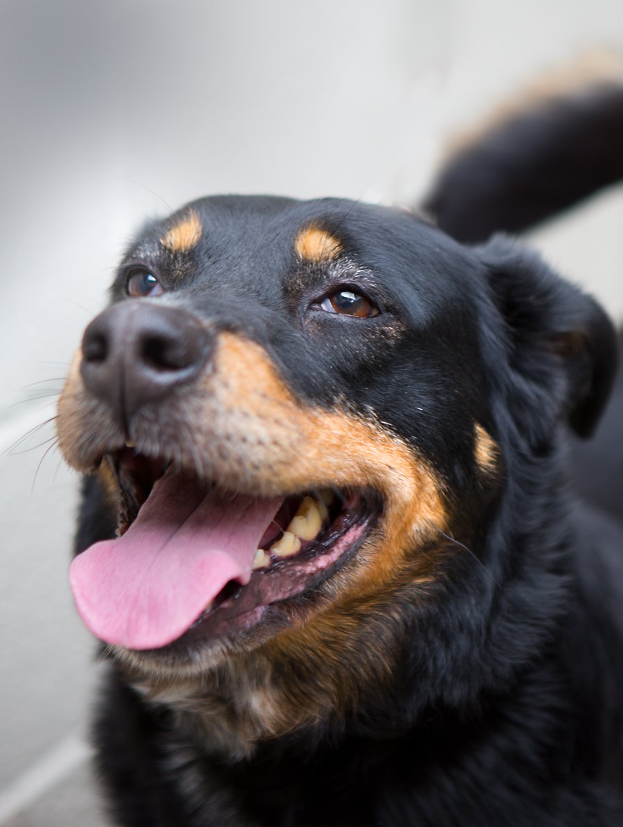 Метис таксы и ротвейлера