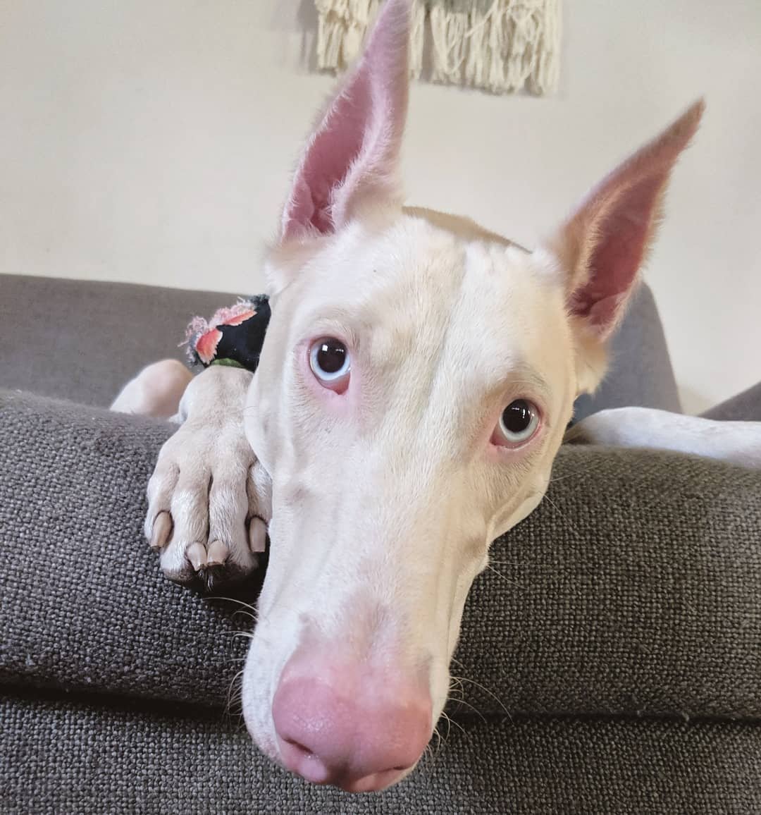 Доберман бойцовская