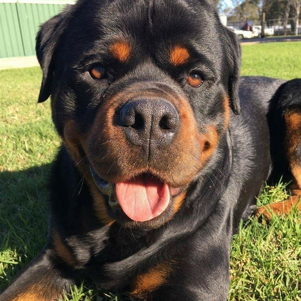 Лабрадор ретривер и ротвейлер