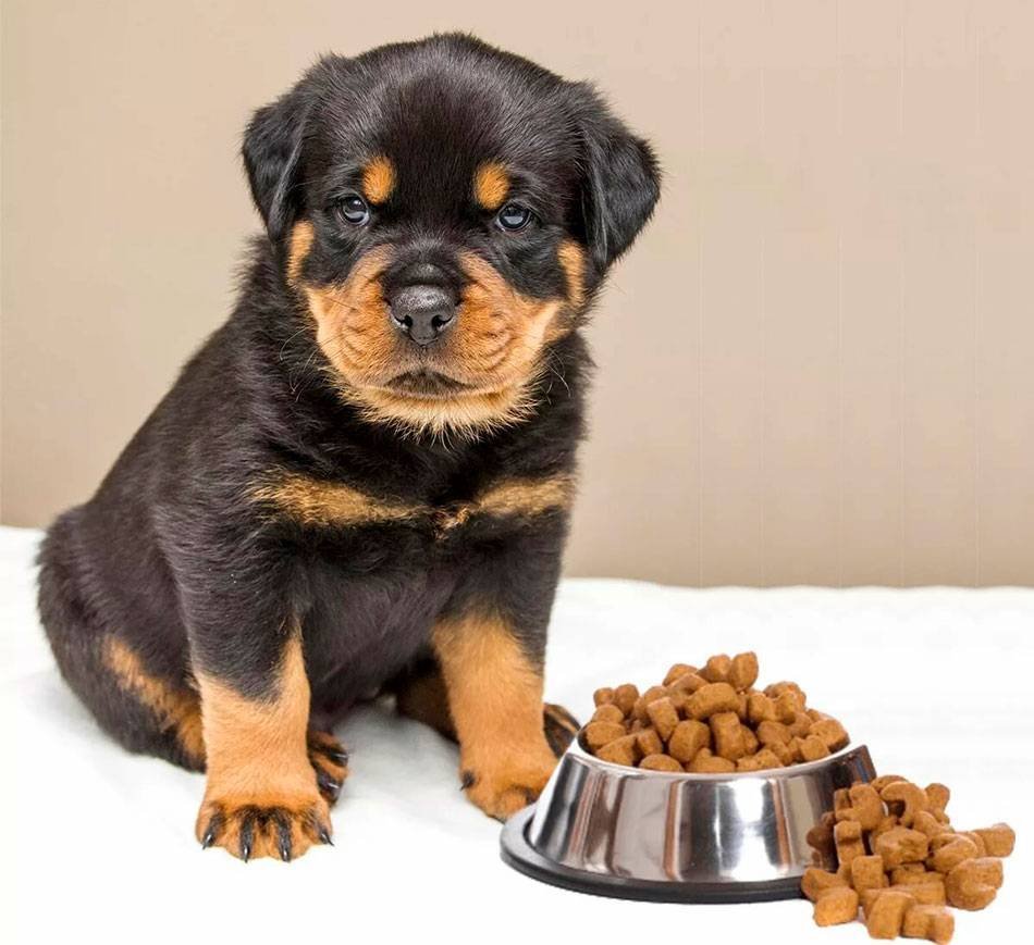 Питбуль ротвейлер Доберман