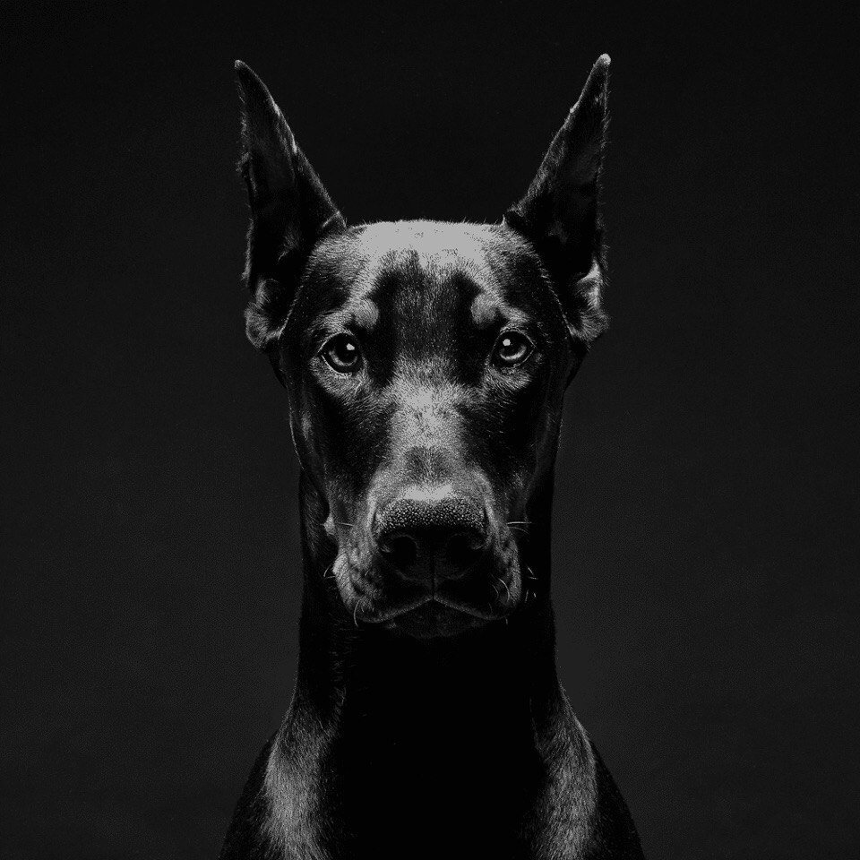 Доберманы Эстетика Баленсиага