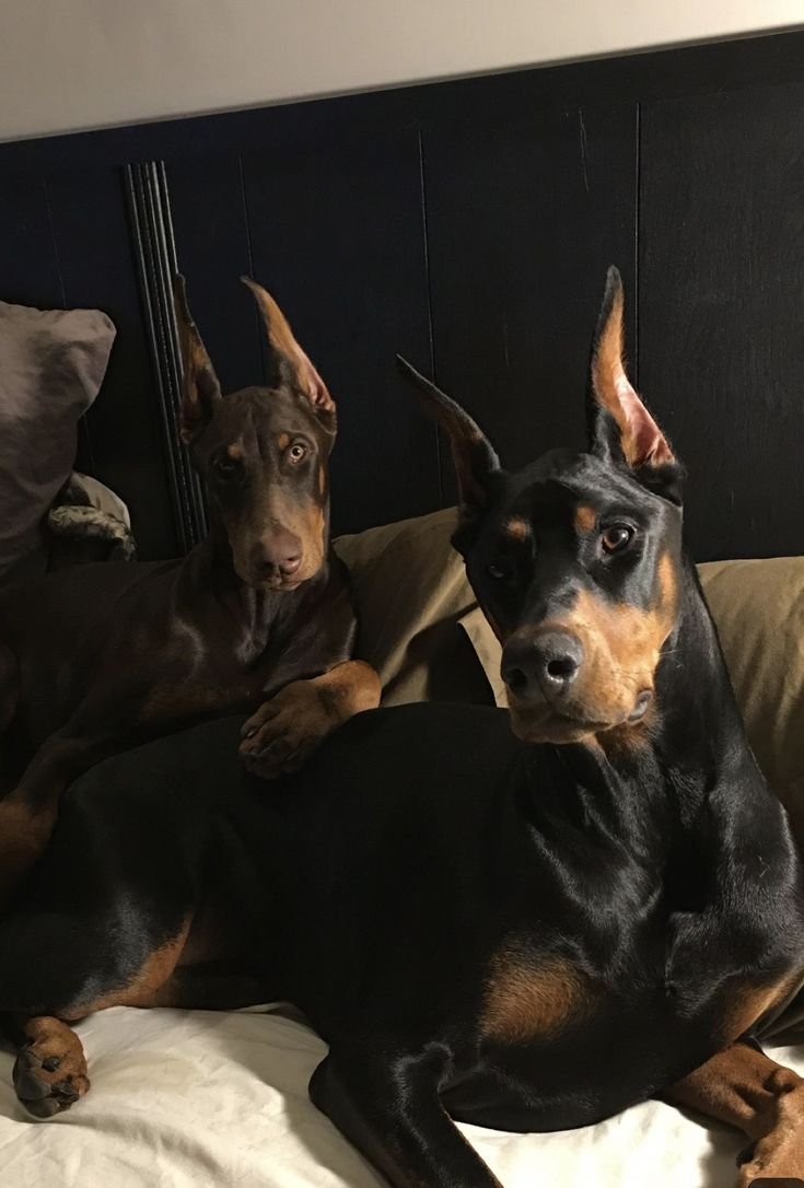 Доберман оффник