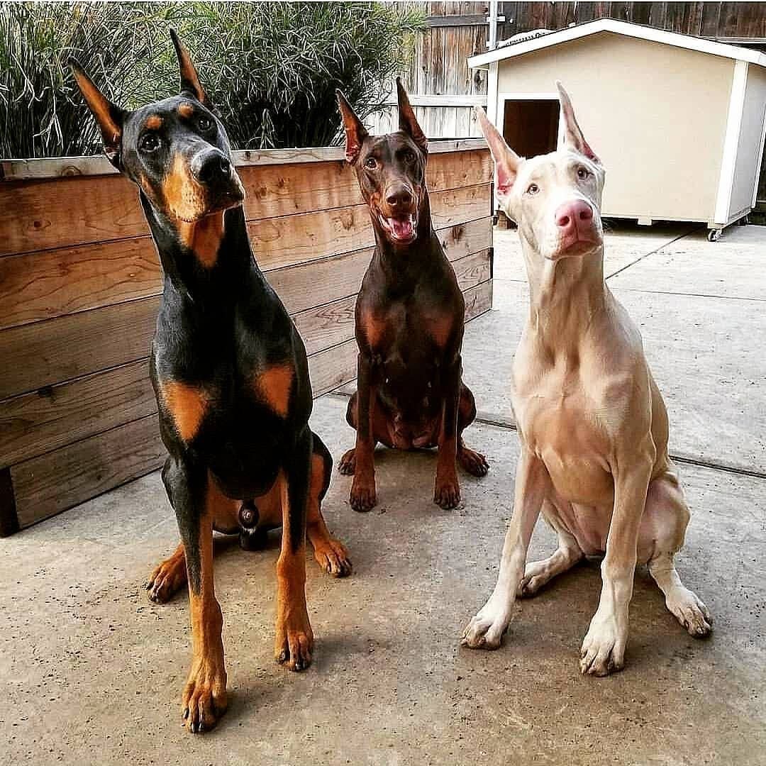 Доберман-пинчер альбинос