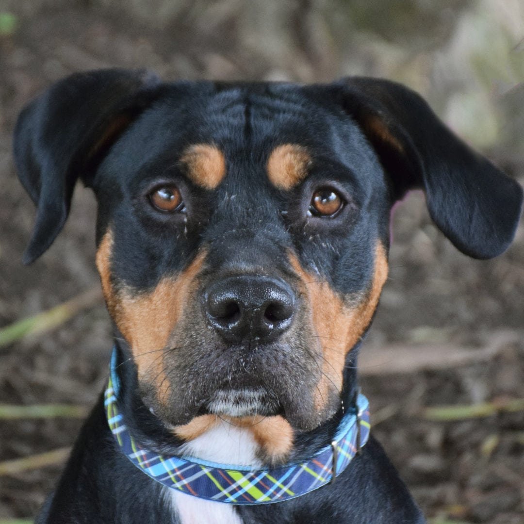 Лабрадор ротвейлер черный