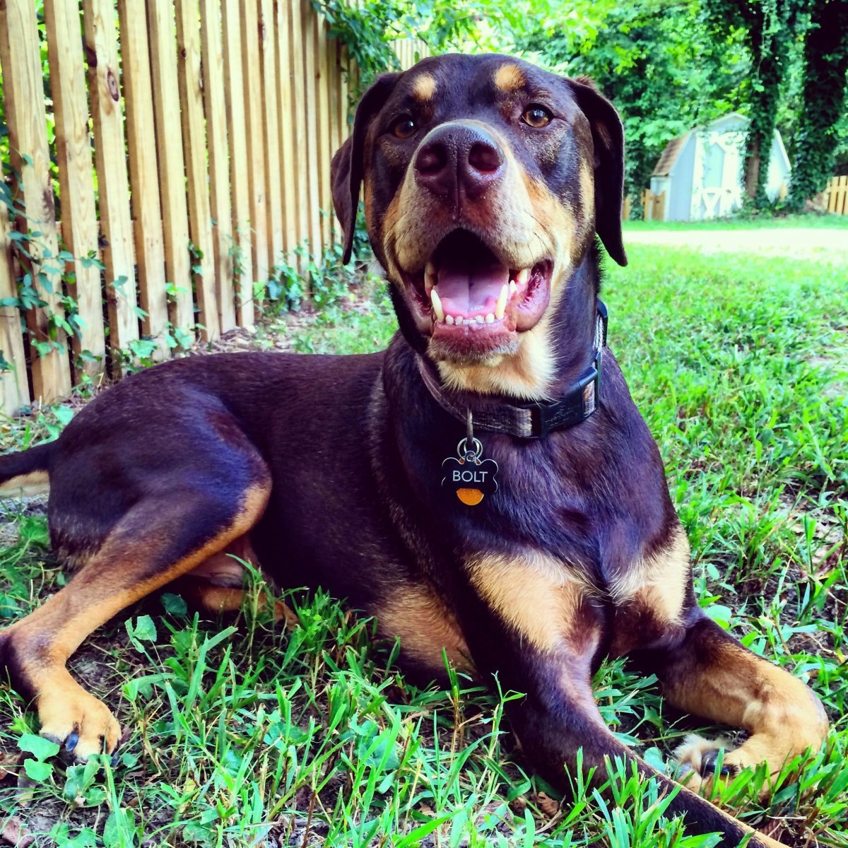 Ротвейлер и той терьер