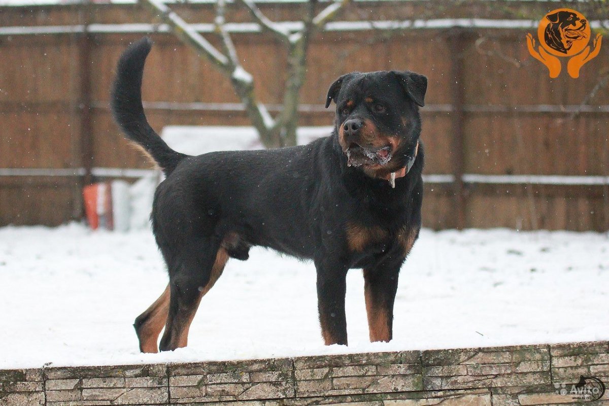 Мини ротвейлер